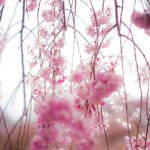 [CSS]背景をいじるだけ！俺のブログ…キレイだろ？